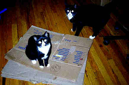 Patrick's cats, Scamper and Sammie